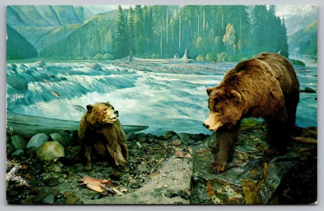 Mountains Sea Milwaukee Public Museum Animals Bears Forest Rapids UNP Postcard