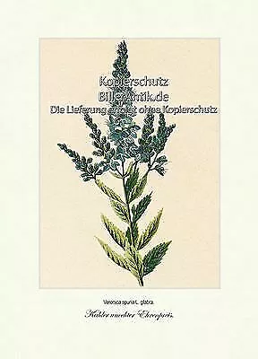 Kahler unechter Ehrenpreis Wildpflanze Wegerichgewächse Vilmorin A3 186