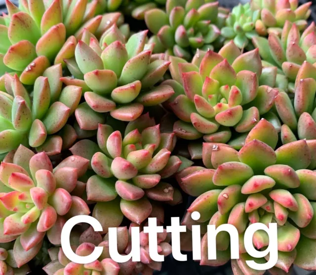 Succulent CUTTING - Echeveria Ron Evans