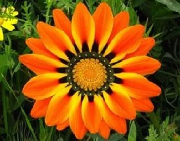 30+ Gazania Orange Peacock Drought Tolerant / Re-Seeding Annual