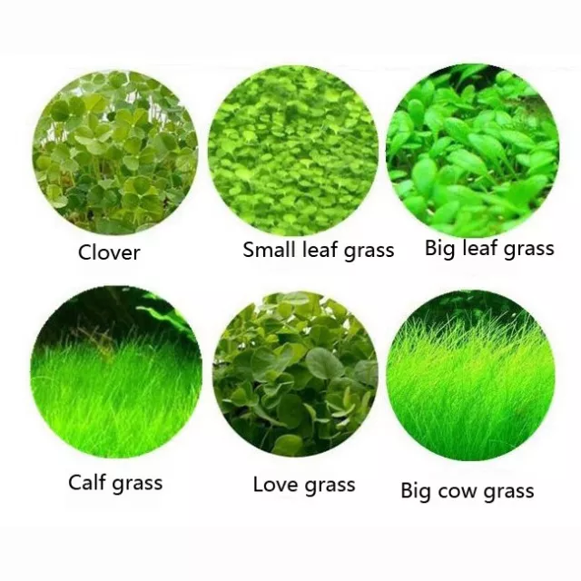 Aquarium Plant Seeds Fish Tank Aquatic Water Grass Foreground Easy Plants 5g