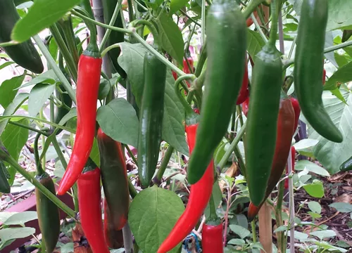 Jumbo Thai Chilli - A Very Popular & Widely Used Medium Hot Asian Chilli