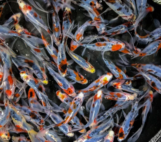 5" - 8"  inch Live LONG FIN & Standard Fin SHUBUNKIN Goldfish Premium Imported