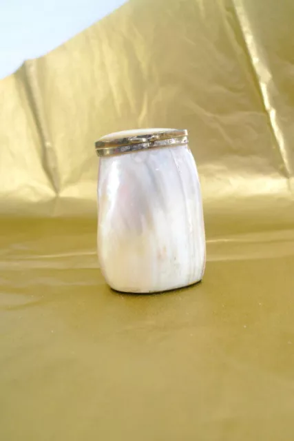 GENUINE SHELL Salt or Pepper Shaker SINGLE Hinged Lid Beach Table Decor