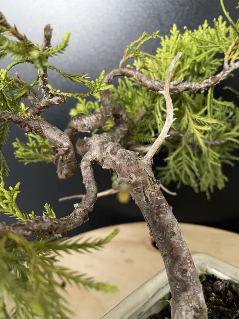 Prebonsai Genévrier Jin 3