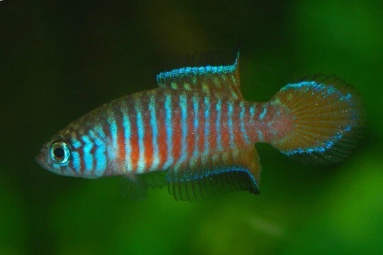 Simp. parallelus Rio Jacuba killifish fish eggs (10 Eggs)