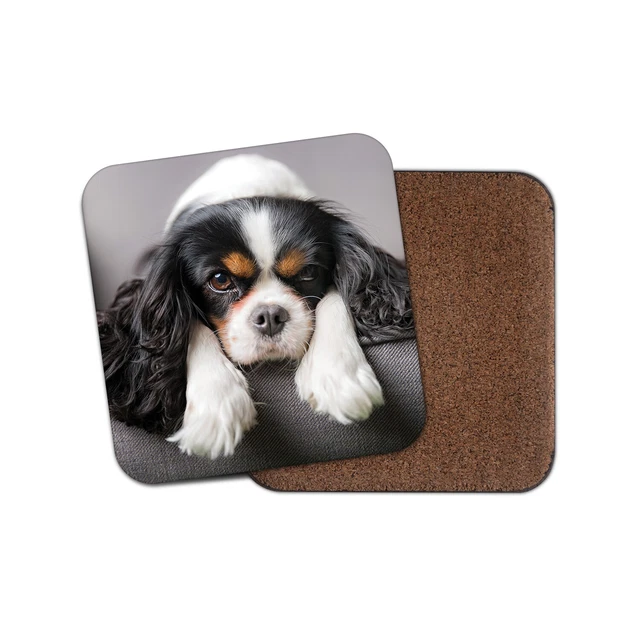Cavalier King Charles Spaniel For Sale in Iowa