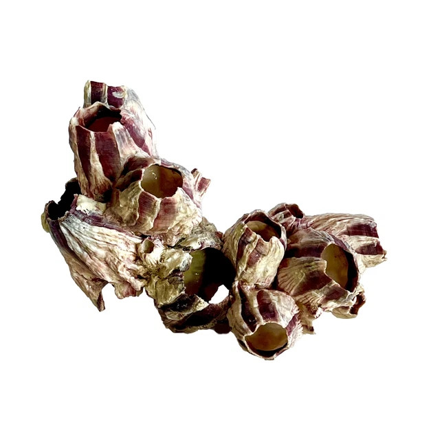 Purple Barnacle Coral Cluster Sea Shell Reeftank Aquarium Decor