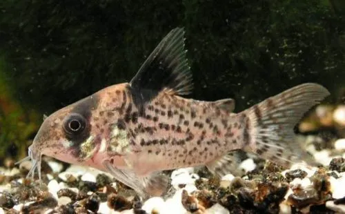 Melanistus Corydoras Catfish LIVE FISH Read Description