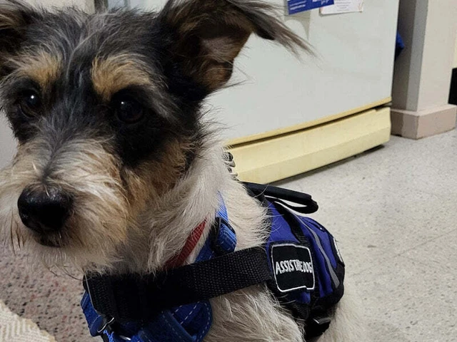 Assistance/Therapy Dog Vests to be worn with harness