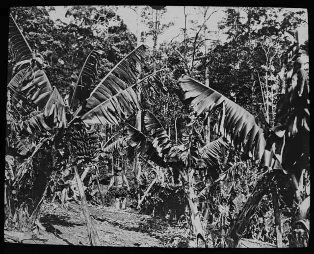 FARMER ON BANANA PLANTATION QUEENSLAND AUSTRALIA C1913 Magic Lantern Slide PHOTO