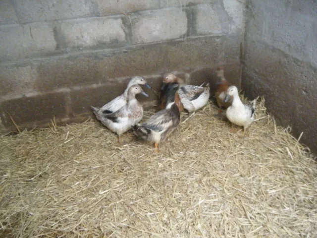 6 Welsh Harlequin duck hatching eggs