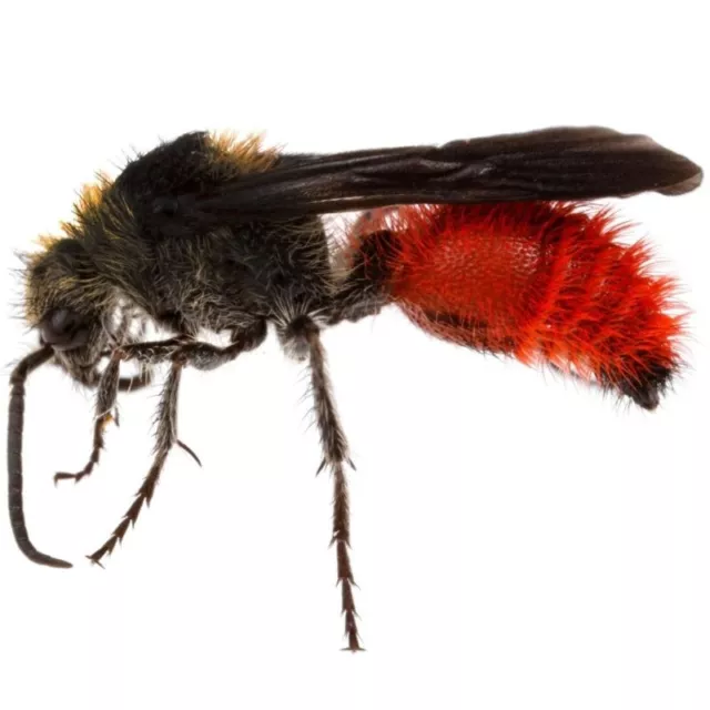DASYMUTILLA MUTILLIDAE RED velvet ant cow killer male Arizona USA $26.