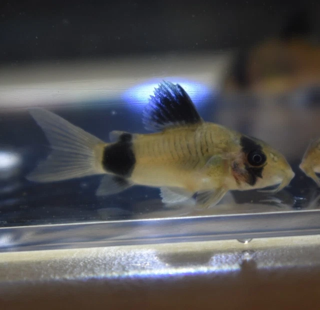 Live 1" Panda Corydora Catfish (Pack of 3 Aquarium Fish) PLS READ DESCR 7