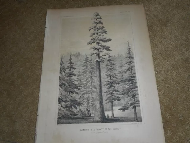 USPRR Expedition And Surveys Mammoth Tree Beauty Of The Forest circa 1840's