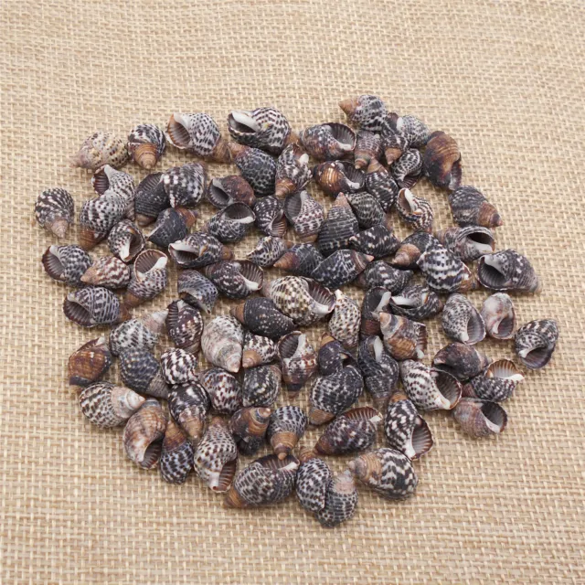 50-pack Small Spiral Shells Black Striped Conch Seashells Nautical Decor 1-2.5cm