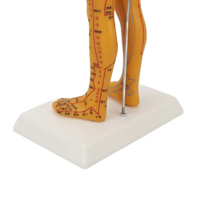 53Cm Human Body Model Man Model Acupoint Mannequi Cupoint Mannequin Pressure