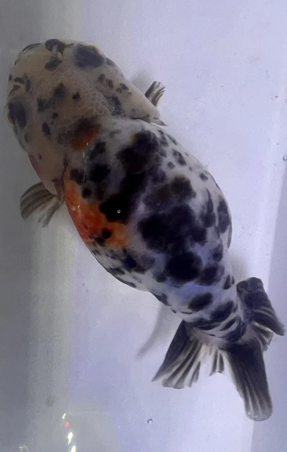 LIVE pond goldfish  Fish~ Goldfish Ranchu goldfish koi pond 4.5 -4.75Inch 2