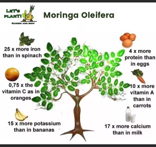 25+ MORINGA OLEIFERA ORGANIC FRESH 2022 SEEDS/Miracle Tree Good Germination Rate