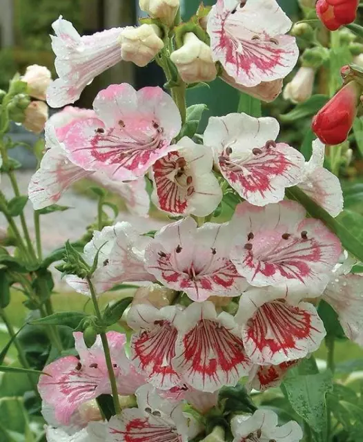 Penstemon Ice Cream 'Strawberries & Cream' Perennial Garden Plug Plants Pack x6