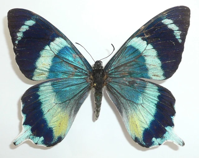 PAPILIO (CHILASA) LAGLEIZEI FEMALE FROM JAYAPURA, IRIAN JAYA ++RARE++ (repaired)