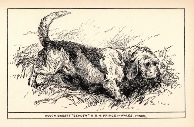 Antique Basset Hound Print 1900 Moore Rough Basset Hound Wall Art Decor 5066c