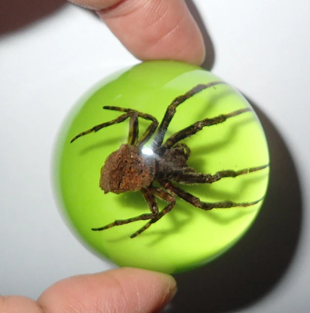Ghost Spider Specimen On Green Bottom in 47 mm Dome Resin Paperweight DP47G