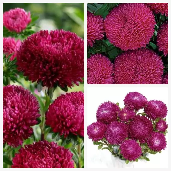 Aster Balloon "Rose" - 15 Seeds > Cut Flowers >12-15cm blooms > New !!!