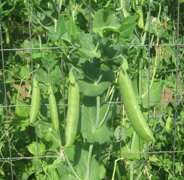 SNAP PEA SUGAR BON SEEDS Vegetable Seeds Peas Heirloom Sugar snap Pea Seeds