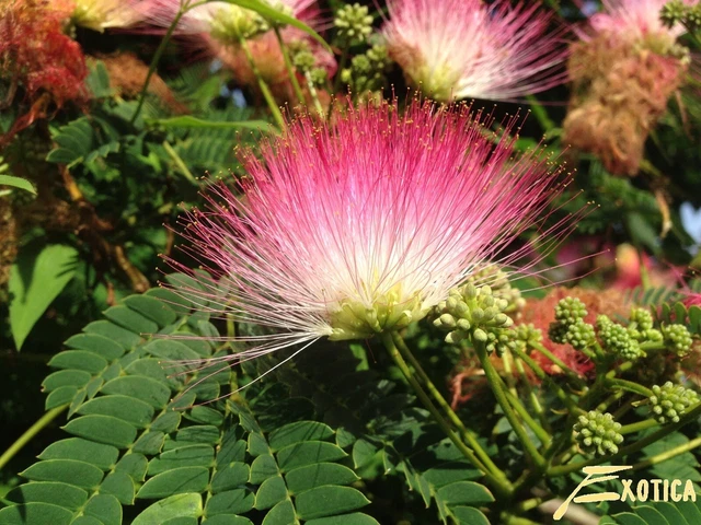10 Pink Mimosa Tree Seeds Silk Tree Albizia julibrissin Perennial