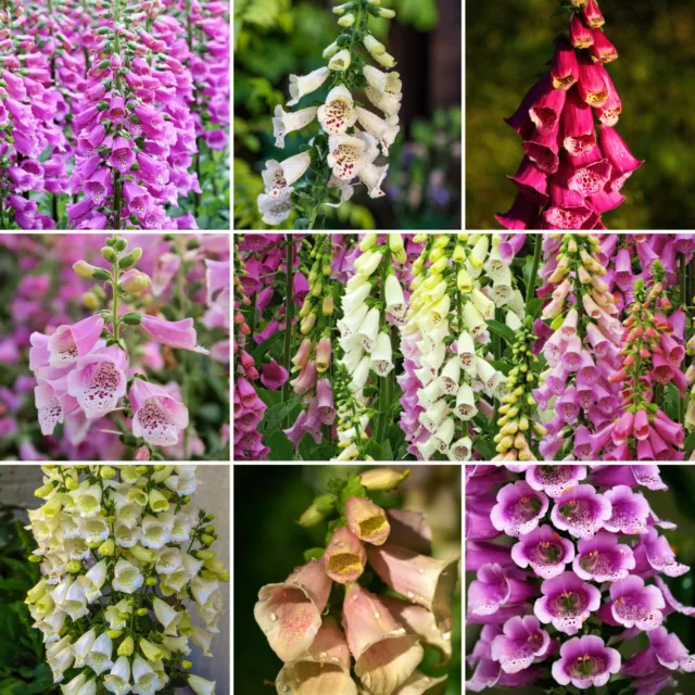 1000 Samen Fingerhut Bunte Mischung Digitalis Purpurea Bauerngarten