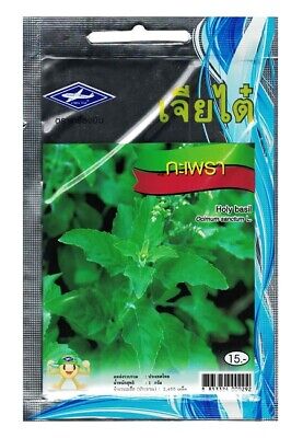 Basil 2x Chia Tai Holy Basil Seed Thailand Kraphao Thai Herb vegetable Basilico Sacro 