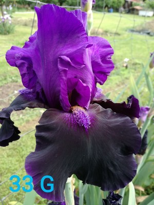 gaggiolo antico IRIS 1 bulbo di Iris Germanica barbata rizoma 