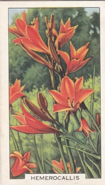 Gallaher Cigarette Card - Garden Flowers 1938 -  Hemerocallis