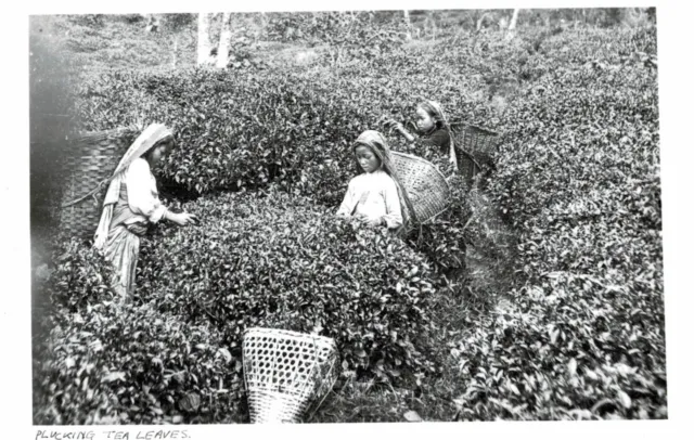 India,Ceylon,Young Girl Picking Tea Leaaves,Ethnic,c.1930s