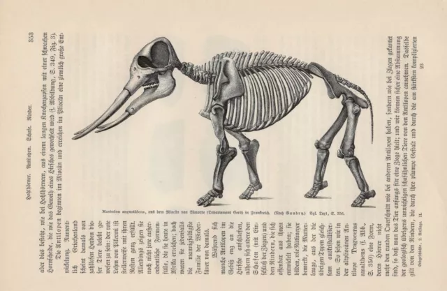 Skelett Gomphotherium Mastodon angustidens Miozän Fossilien HOLZSTICH von 1895