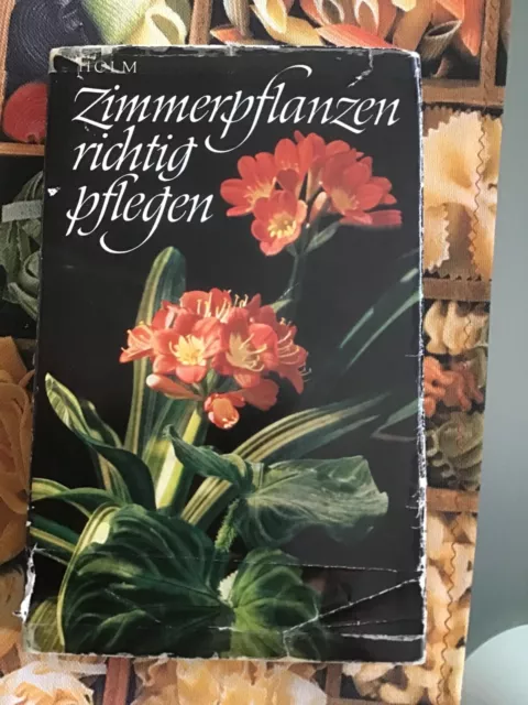 Zimmerpflanzen richtig pflegen