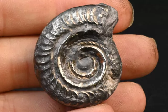 Ammonite Pyritisé Hildoceras Toarcien France 40mm pyriteuse pyrite fossile