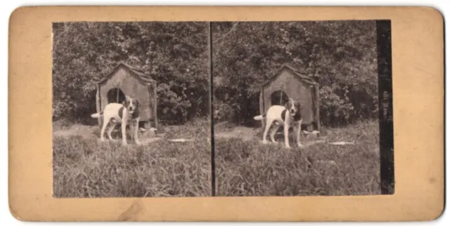 Stereo-Fotografie Fotograf unbekannt, Wachhund / Kettenhund, Hund und Hundehütt
