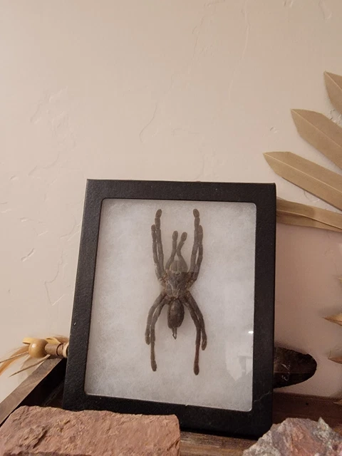 Huge Taxidermy Tarantula Haplopelma Minax Framed