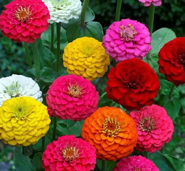 50 Seeds ZINNIA ELEGANS Lilliput Mix - Semi-Double Flowers Tall Plants