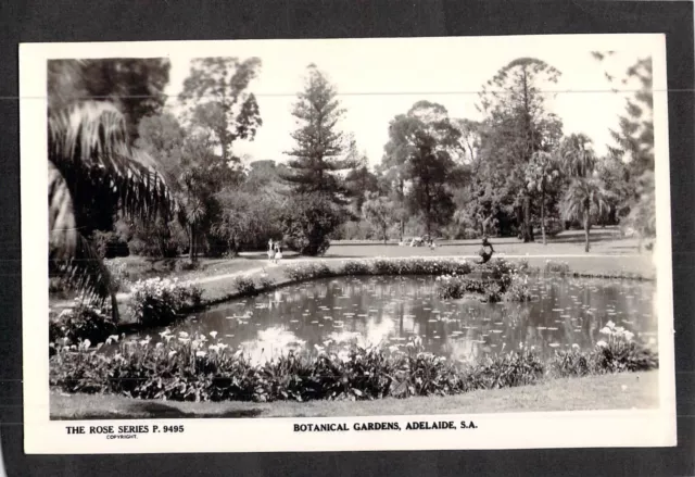C3681 Australia SA Adelaide Botanic Gardens #9495 vintage Rose Series postcard