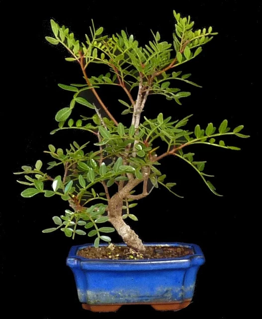 BONSAI - PISTACIA lentiscus - Pistazie 228/18 EUR 69,00 - PicClick DE