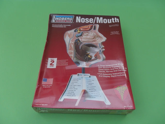Lindberg Anatomiemodell „Menschliche Nase & Mund“ – 1:1 Modellbausatz Aus Kunststoff