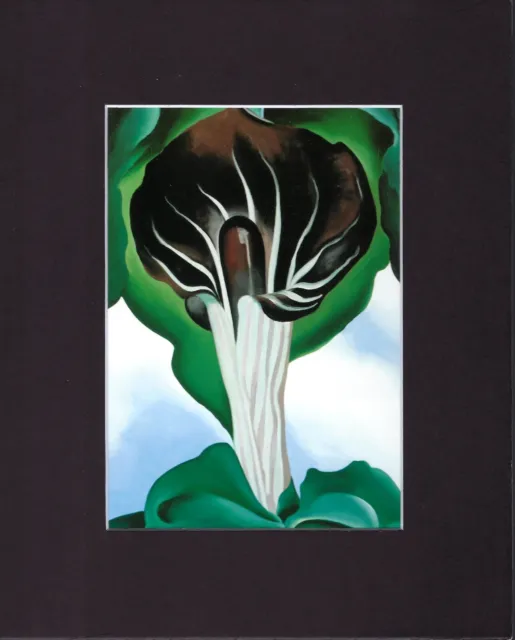 8X10" Matted Print Art Georgia O'Keeffe Picture: Jack-In-The-Pulpit III, 1930