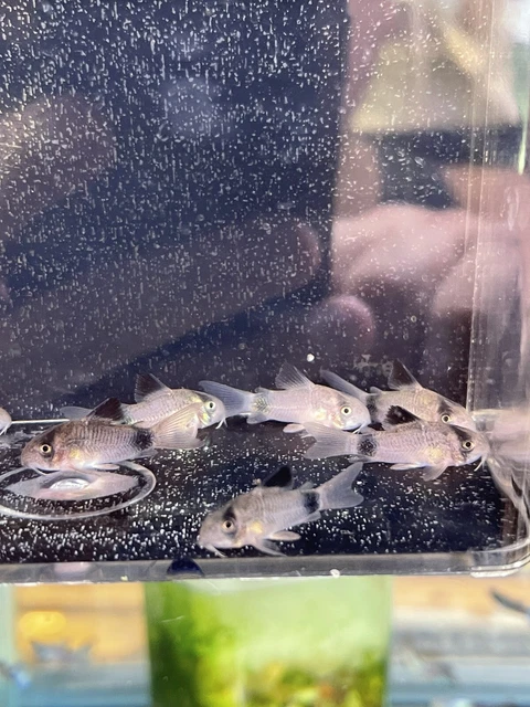 Corydoras Pandas Catfish x 1 - Tropical Freshwater Fish