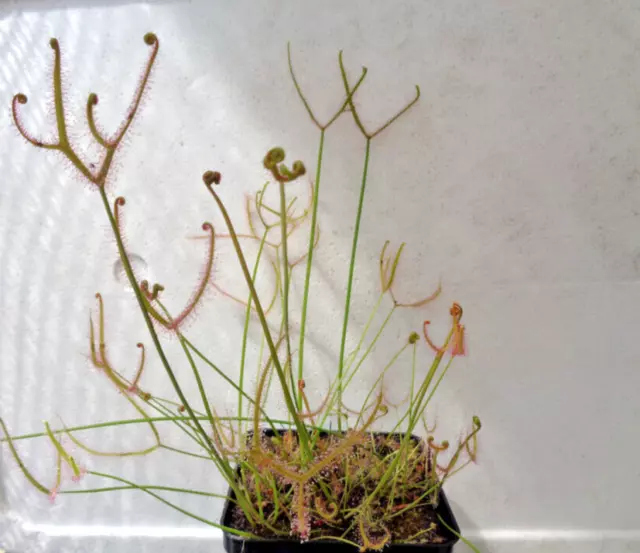 Drosera binata - pianta carnivora, lotto 4-5 piantine a radice nuda