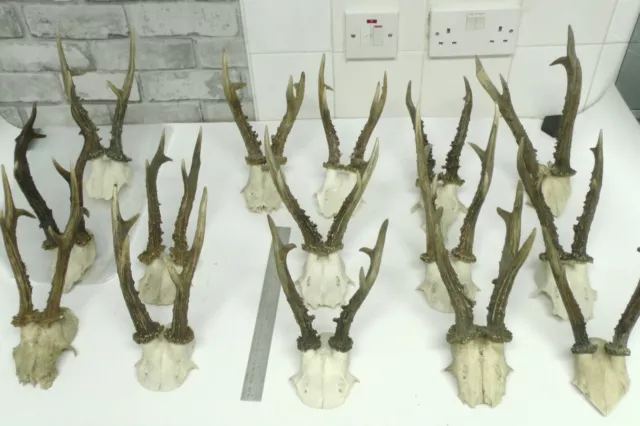 Roe Deer Antlers on Skull NATURAL / HOME WALL DECOR / Taxidermy