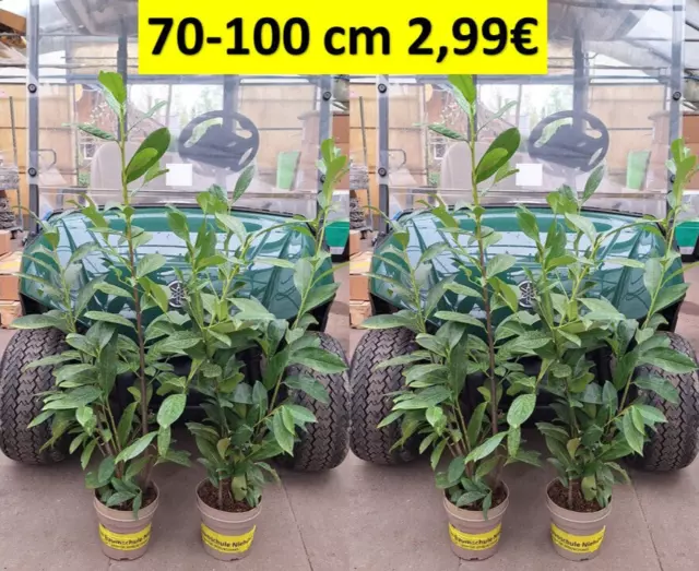 Prunus laurocerasus Caucasica 70-100 cm Kirschlorbeer ab 2,99€  Pflanzen Hecke