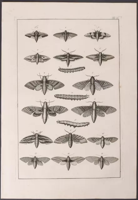 Seba - Moths & Caterpillars. 55-4, 1765 Curiosities Original Folio Engraving